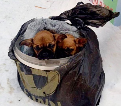 ВЫКИНУЛИ СОБАЧЕК НА МОРОЗ!‼🤬 
Сегодня в Алексеевской роще выбросили щенков умирать на холод, по ул...