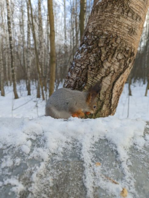 Прогулка по зимнему лесу..