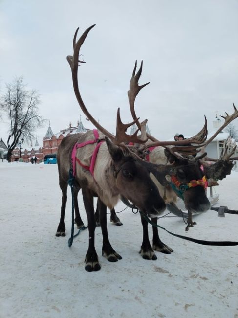 Ещё фото оленей у Лавры от читателя..