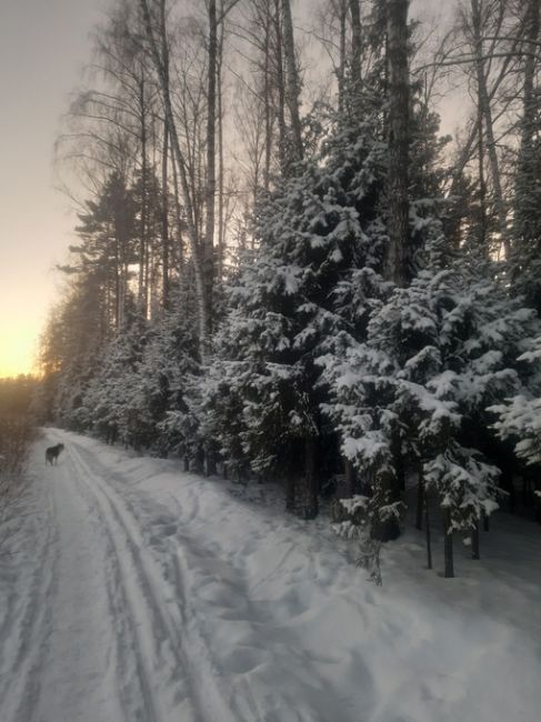 Мазуринское озеро и Горенский лес -..