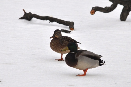 В парке «Пехорка» замерзают утки, у многих отморожены лапы так, у кого-то почернели, видели одну уже без лапки..