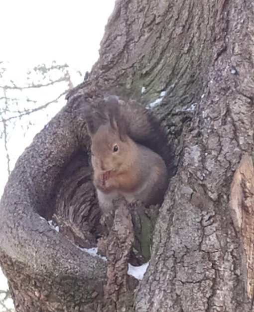 Белочки из Глуховского парка желают всем хорошего дня 🐿️  📸: Марина..