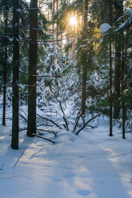 СНЕЖНАЯ БАЛАШИХА ❄
📸 Алексей Кошечкин
Жители Балашихи вновь радуют своими снимками 😍 Ну а пока одни..