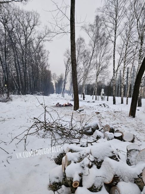 Подскажите, почему вдоль жд линии вблизи ДНТ Щапово-1 беспощадно вырубают здоровые взрослые деревья? Кому..