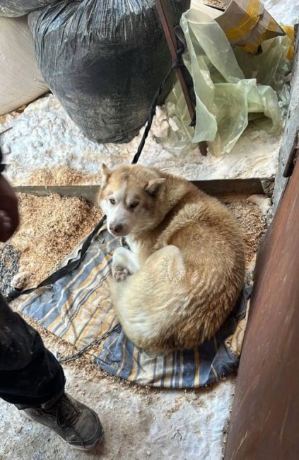 Найдена собака в районе Саввино (Московская обл, Балашихинский район) 
Посадили сейчас на цепь, умный,..
