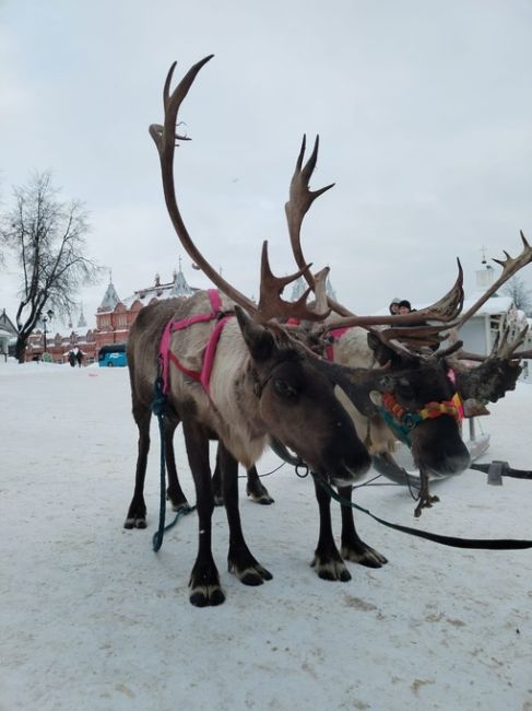 У Лавры сегодня припарковались..