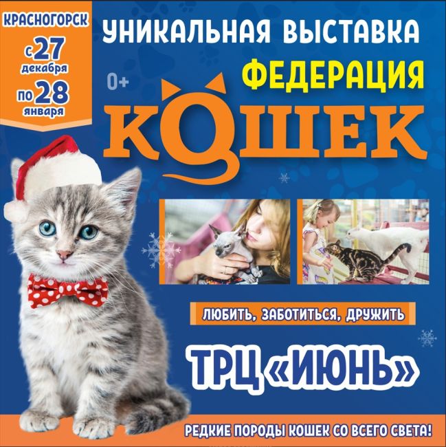 😽 КРАСНОГОРСК, встречай! Уникальное КОТОместо «ФЕДЕРАЦИЯ КОШЕК»! Приглашаем в объятия тёплых лапок..