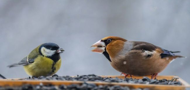 🕊️ Птички в..