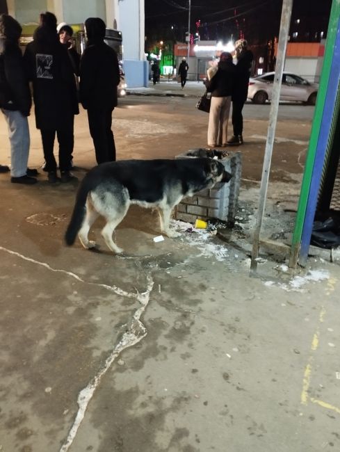 В 19:50 1.01. на станции Пушкино, со стороны касс был замечен пёс, порода предположительно ВЕО, без ошейника...