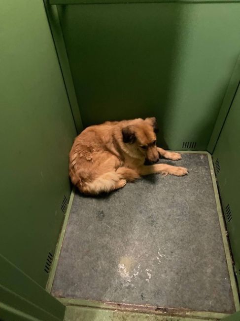 Нашли собаку по адресу Лихачевский проспект 74к2 в 8 подъезде лежала в лифте
У нее на шеи след от..