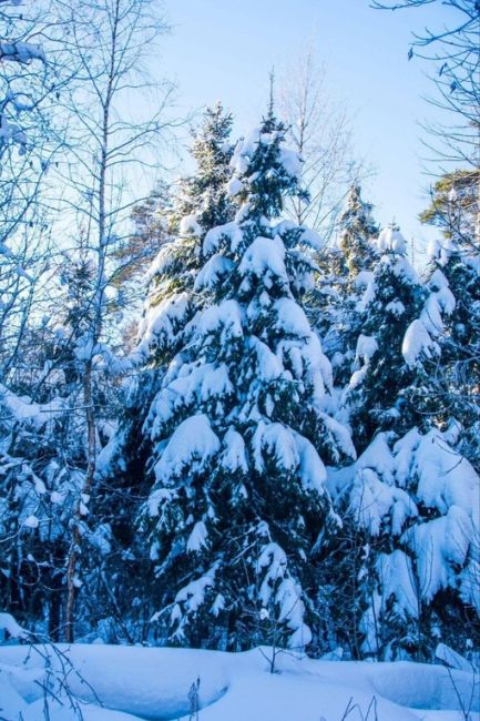 СНЕЖНАЯ БАЛАШИХА ❄
📸 Алексей Кошечкин
Жители Балашихи вновь радуют своими снимками 😍 Ну а пока одни..