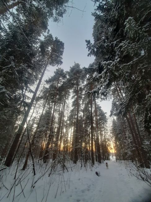 Мазуринское озеро и Горенский лес -..