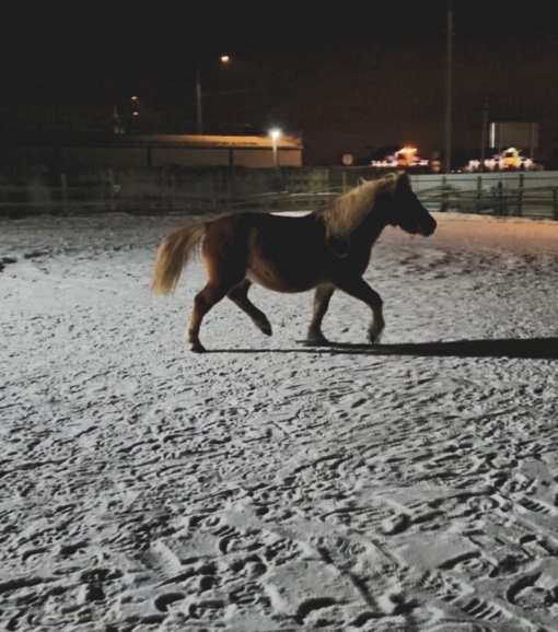 Клуб «ПандаБу» приглашает на тренировки 🐴  В такую холодную погоду лошадки согреют вас и подарят..