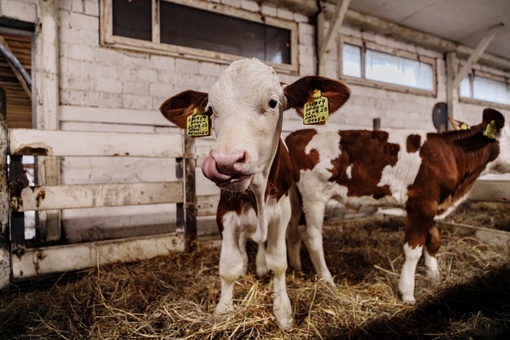 🥛 Молочная ферма в поселке Прокудино – главный поставщик молока для сыроварен и молочных производств..