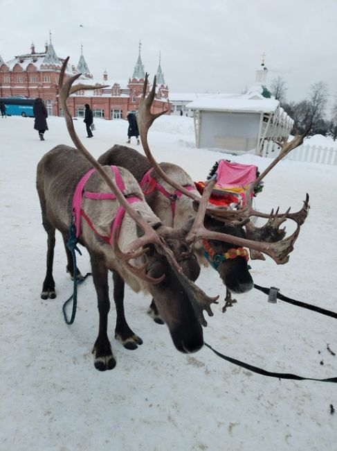 Ещё фото оленей у Лавры от читателя..