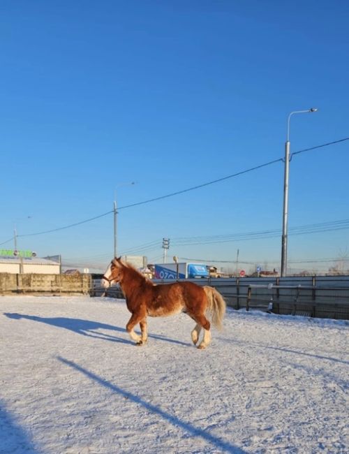 Клуб «ПандаБу» приглашает на тренировки 🐴  В такую холодную погоду лошадки согреют вас и подарят..