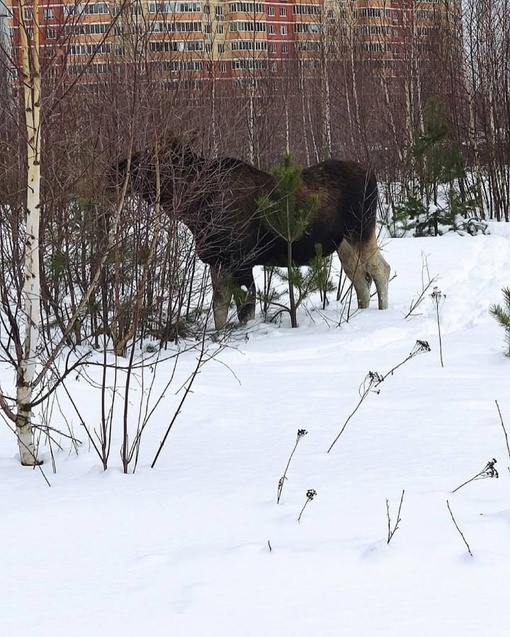 В Подмосковье заметили..