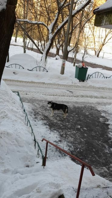 Здравствуйте, может быть кто нибудь узнает своего питомца ,стоит около подъезда долгое время ,свердлова 39..