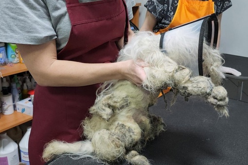 В Подмосковье спасли домашнюю собаку, которая провела в лесу 1.5 года  Хозяйка мальтийской болонки по кличке..