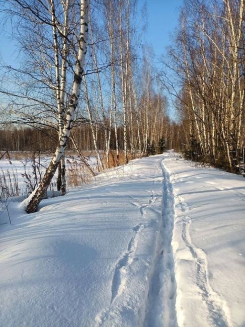 Лосиный остров глазами лыжников
Всем хорошего..