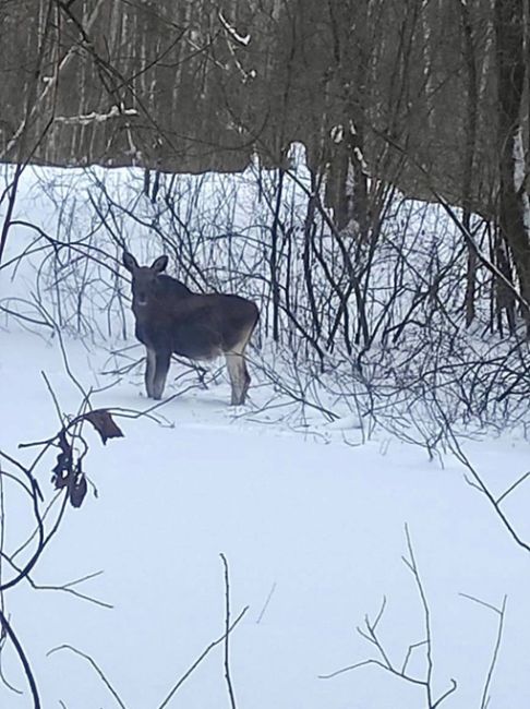 🦌 При патрулировании территории лесничества в городском округе Коломна сотрудники Ступинского филиала..