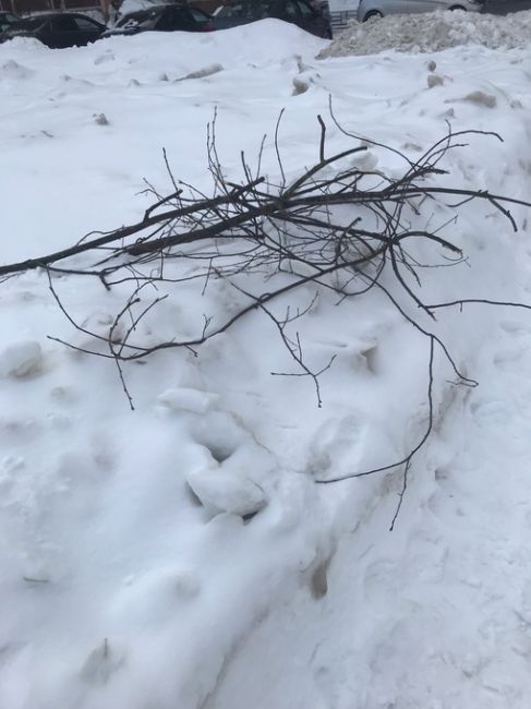 Наломали дров опять 
/в дополнение )
Опять продолжается беспредел на ул Новая дома 9 , 10 ,11 ——
Прошу..