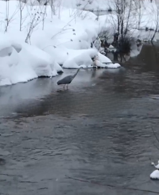 ВОТ ЭТО ГОСТИ 🦢 
Цапля на Пехорке, а говорят у нас экология..