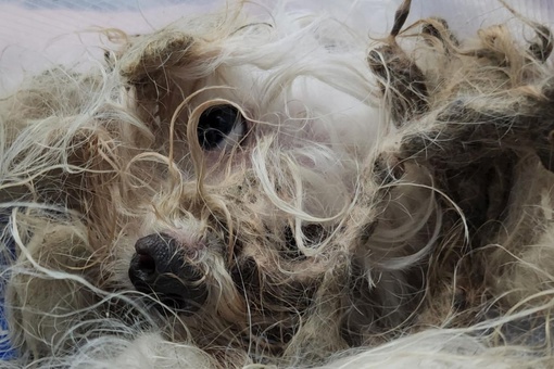 В Подмосковье спасли домашнюю собаку, которая провела в лесу 1.5 года  Хозяйка мальтийской болонки по кличке..