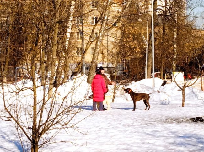 В парке Костино, между детскими площадками выгуливают собак(((на всё замечания реагируют грубостью. Собаки..