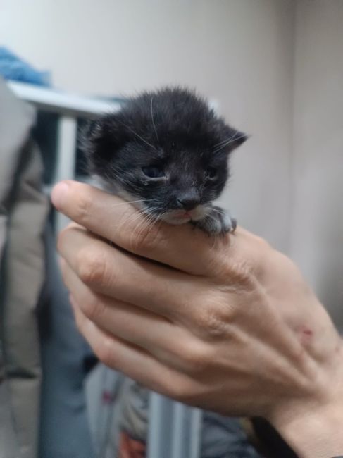 Отдаем котят в добрые руки! Бесплатно. Им 3 недели, пока находятся с мамкой. Живут на складе, пристроить..