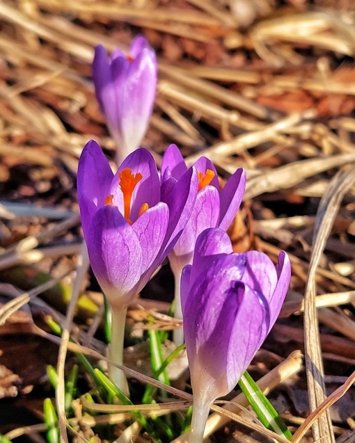 Весна в парке Музеон!  Фото..