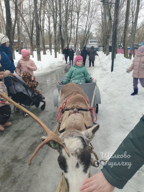 Вчера на масленице в парке катали даже на..