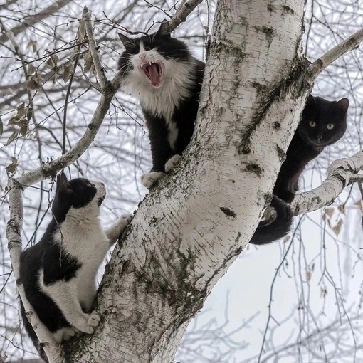 Котики прилетели к началу марта..