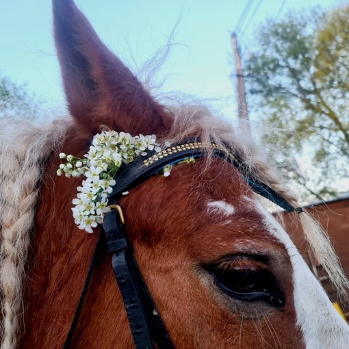 Клуб "ПандаБу" приглашает на тренировки взрослых и детей от одного года 🐎  Для учеников с особыми..