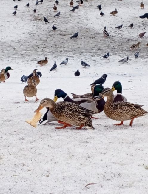 😍🦆Птицы уже активизировались) Тепло чувствуют)..