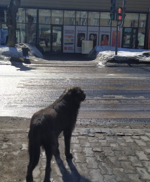 В Ногинске собаки соблюдают правила дорожного движения.
Всем доброго утра.  Фото Марии..