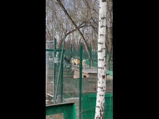 [https://vk.com/wall-235988_278920|🐾ЖИВОТНЫЕ] В БЕЗОПАСНОСТИ 
В приюте для бездомных животных, расположенном в Ленинском..
