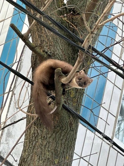 🥹 Милого хищника заметили в соседнем..