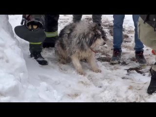 Подмосковные спасатели спасли провалившуюся под лед хаски Умку.  Из полыньи собаку возволяли с помощью..