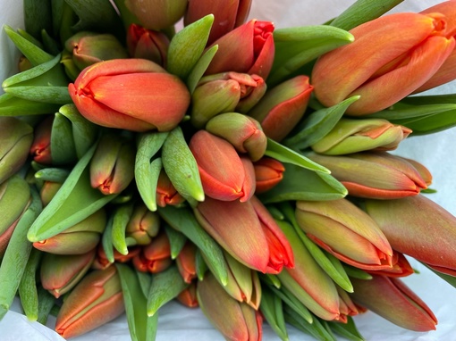❗️🌷 А мы напоминаем, что фестиваль тюльпанов на рынке «НОВЫЙ» в самом разгаре!  В честь праздника цены..