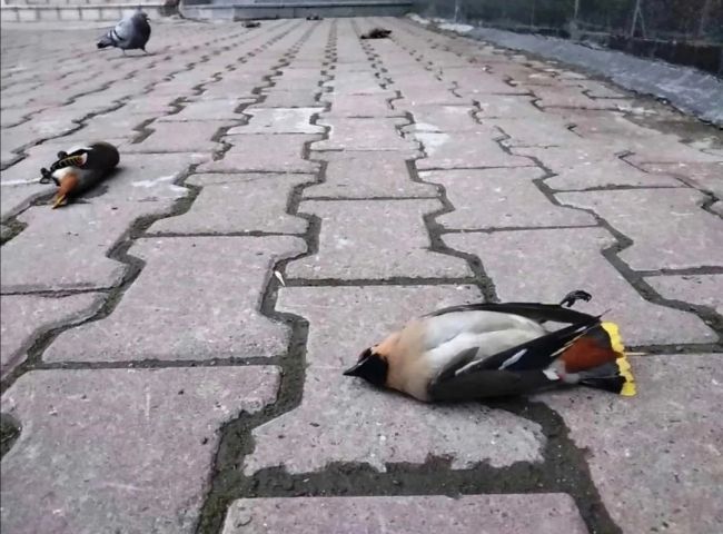 🙏В городе могут лежать на асфальте такие птички. Это свиристель и она наелась забродивших ягод. Огромная..