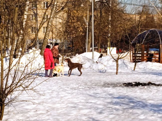 В парке Костино, между детскими площадками выгуливают собак(((на всё замечания реагируют грубостью. Собаки..