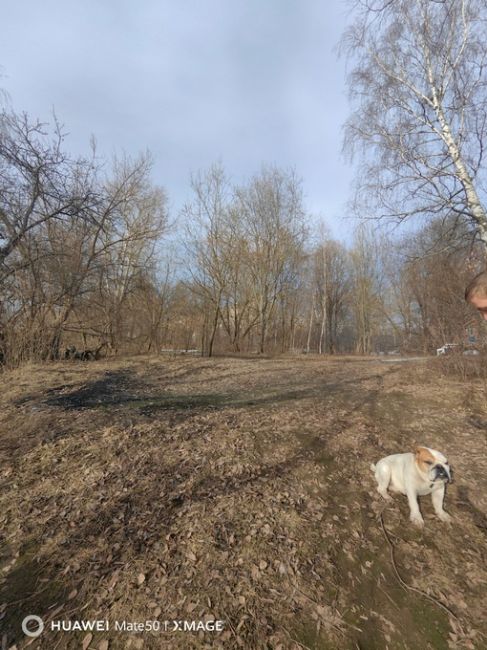 Кто потерял собаку. Водники (островок) гуляет по пляжу один более часа. Пляж напротив школы и речной..
