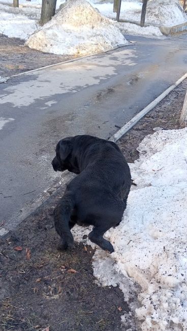 Шел(ла) по дороге может быть чья то гуляла по дирежабльной..