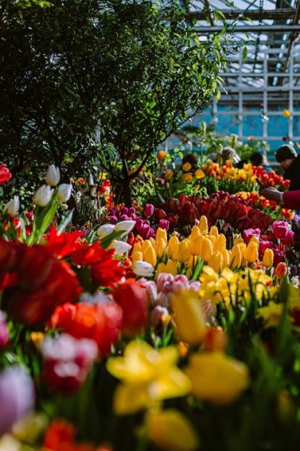 Весна в Аптекарском огороде.  Фото Евгения..