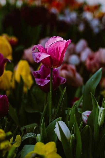 Весна в Аптекарском огороде.  Фото Евгения..