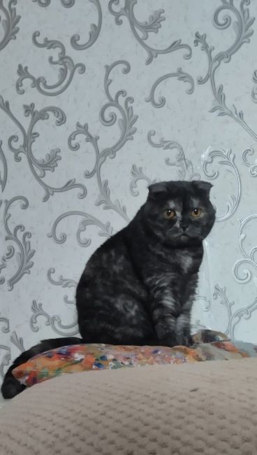 СРОЧНО!!!
Помогите в поисках.
Пропала кошка Британка 4,5 года Люсьен(Люся) в районе Тайнинской ,рядом с..
