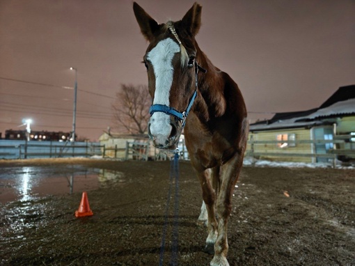 Клуб "ПандаБу" приглашает на тренировки взрослых и детей от одного года 🐎  Для учеников с особыми..