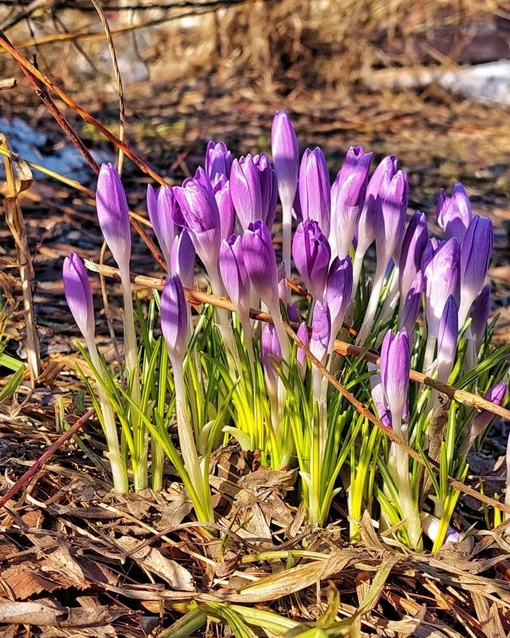 Весна в парке Музеон!  Фото..