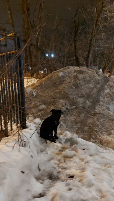 Сидит с ошейником и куском поводка у 4го лицея, в Юбилейном. Похож на потерявшегося, подбегает к прохожим...